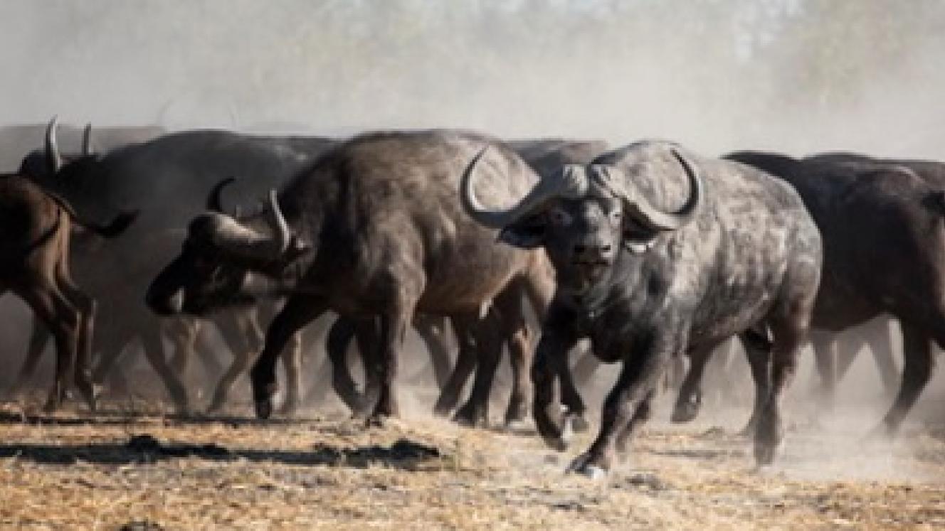 Wilderness Safaris, in-conjunction with the Calitz family, will open its Qorokwe Camp later this year, offering a diverse mix of wildlife.