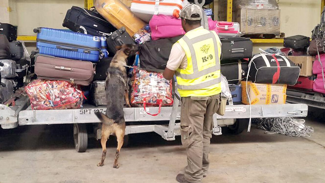 The dogs will sniff out any illegal wildlife products.