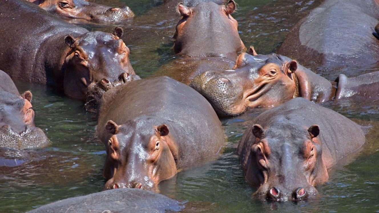 At least 42 hippos have died from anthrax in Tanzania.