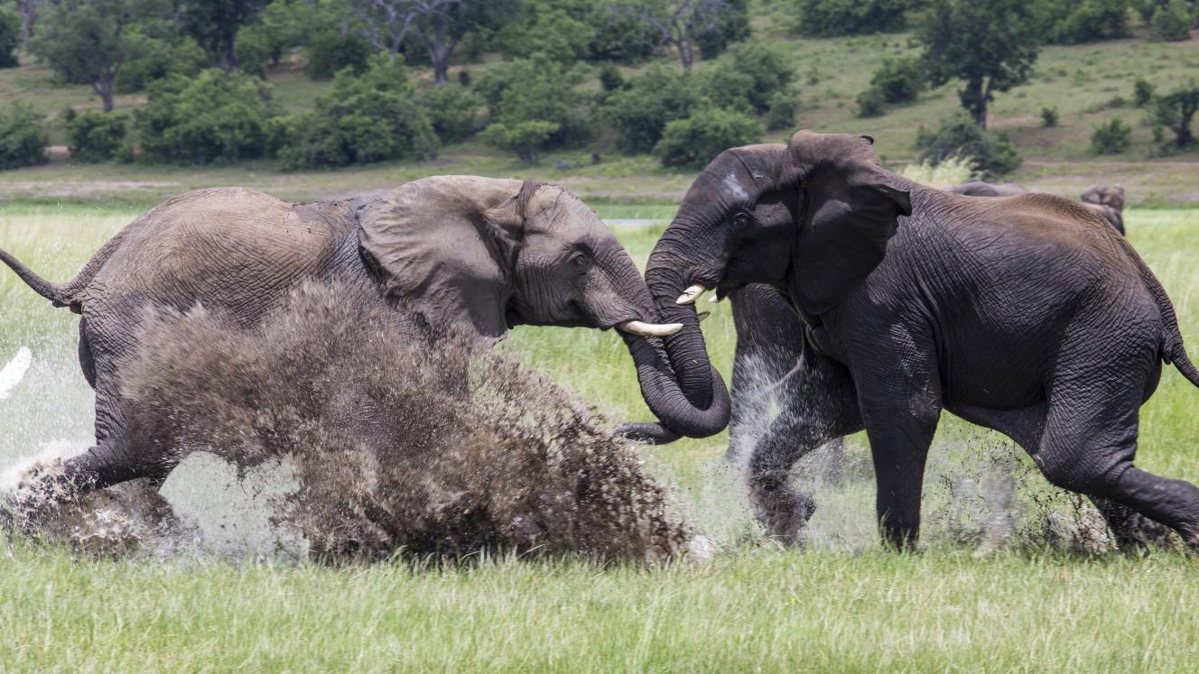 Drifters will expand its tour offering next year.