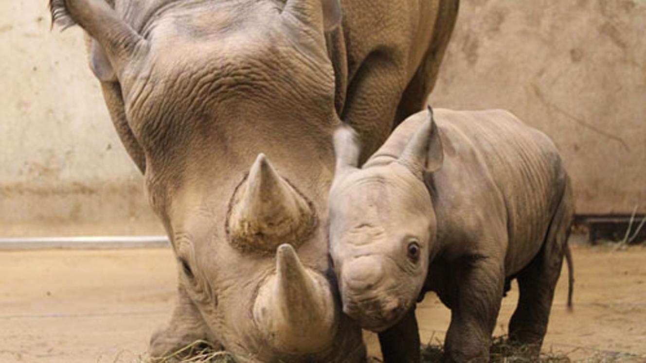 First rhino calf born in Rwanda in over a decade.