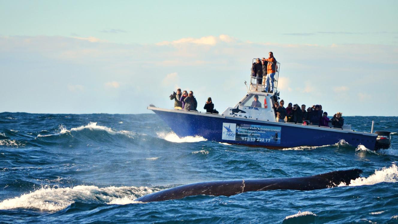 Experience an exciting boat cruise in Algoa Bay to see the largest breeding colony of African penguins in the world.