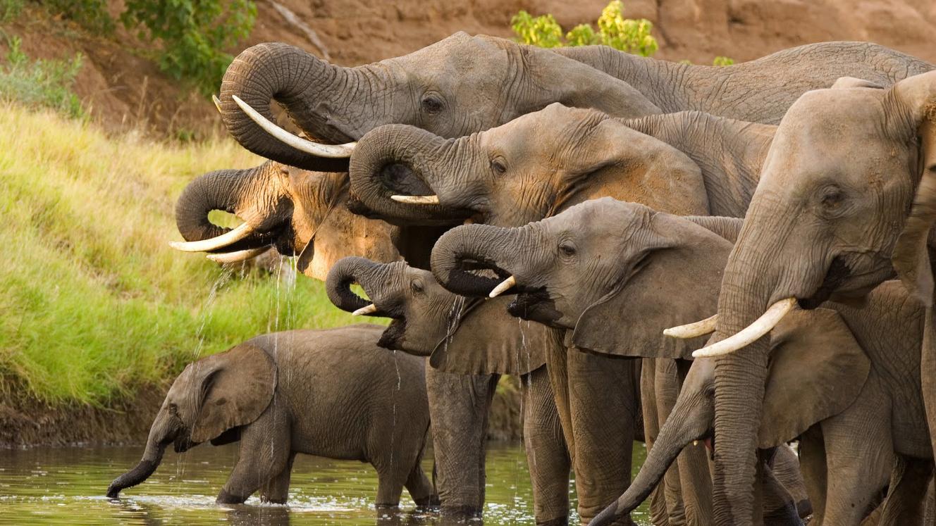 Poachers in Namibia will face hefty fines, jail time or both.
