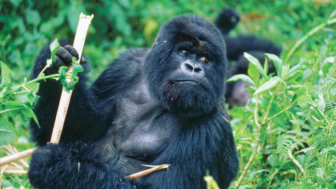 The $600 rate for gorilla permits will apply throughout the year in Uganda.