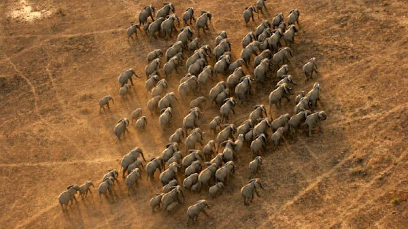 Previous surveys showed a drastic decline in elephants in the Selous Game Reserve. 
