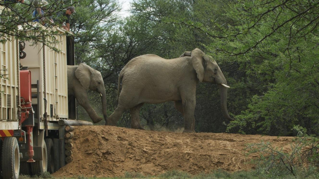 The herd comprises a small family group of six elephants.