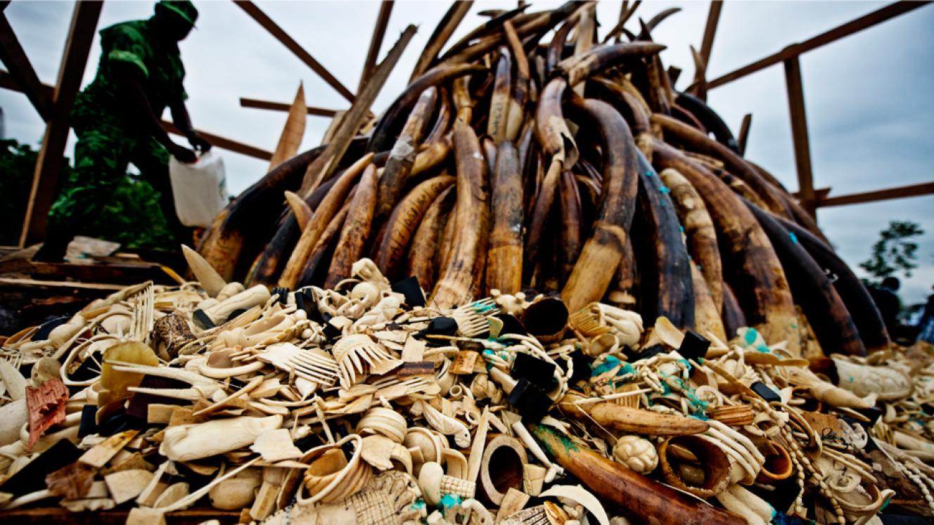 Tourism will feel the effects of illegal wildlife trade. 