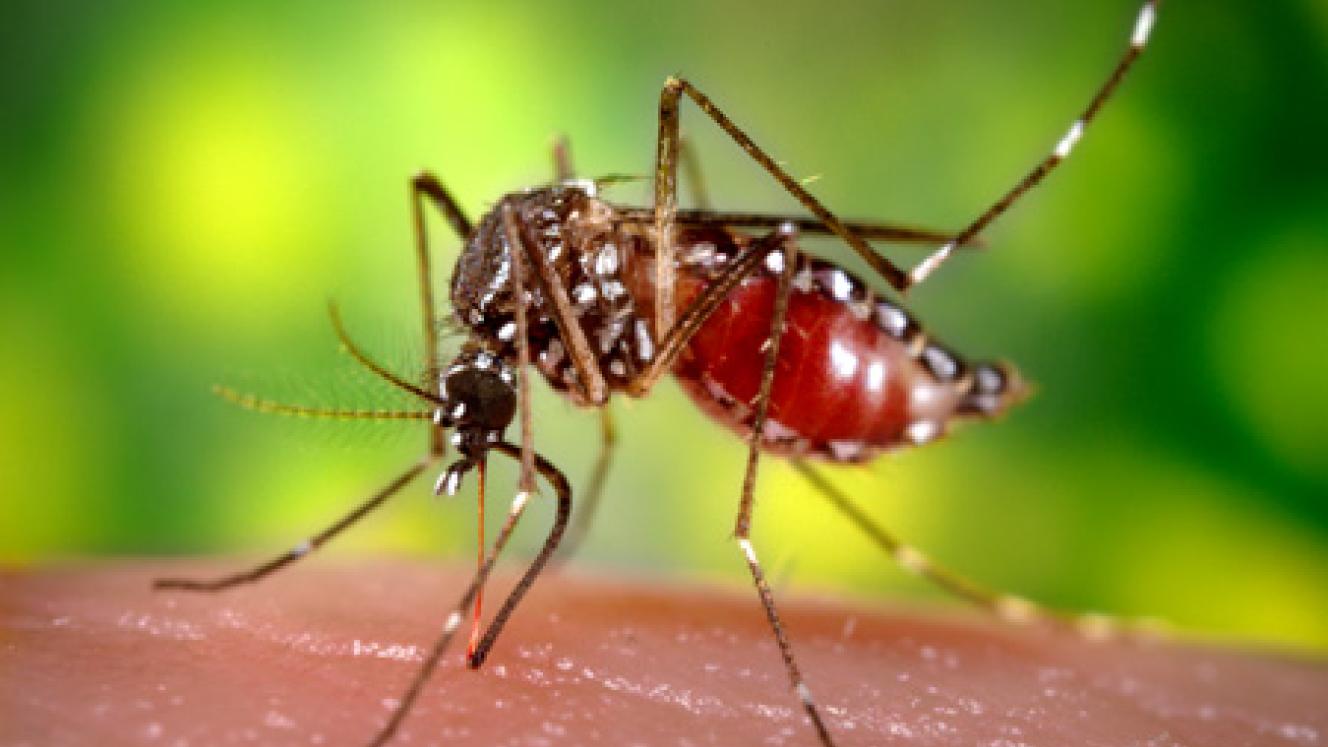 The High Commission emphasised that it had not received any formal instruction for travellers to get vaccinated