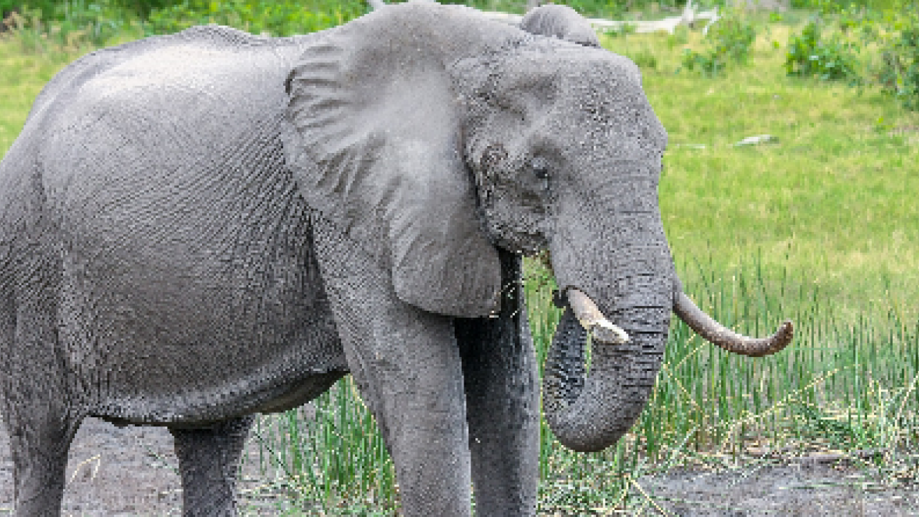 Reversal of ban on importation of elephant trophies halted by President Trump.