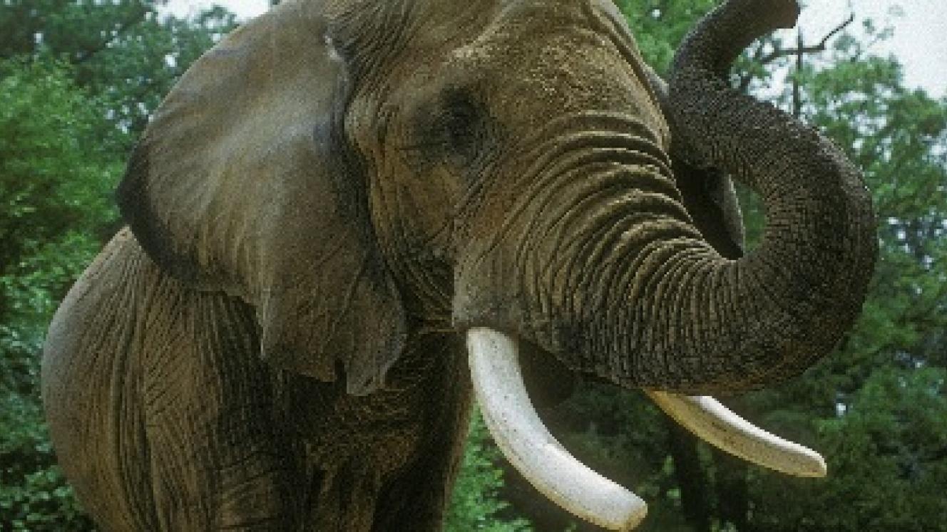 Trump administration lifts hunting trophy ban resulting in public outrage.