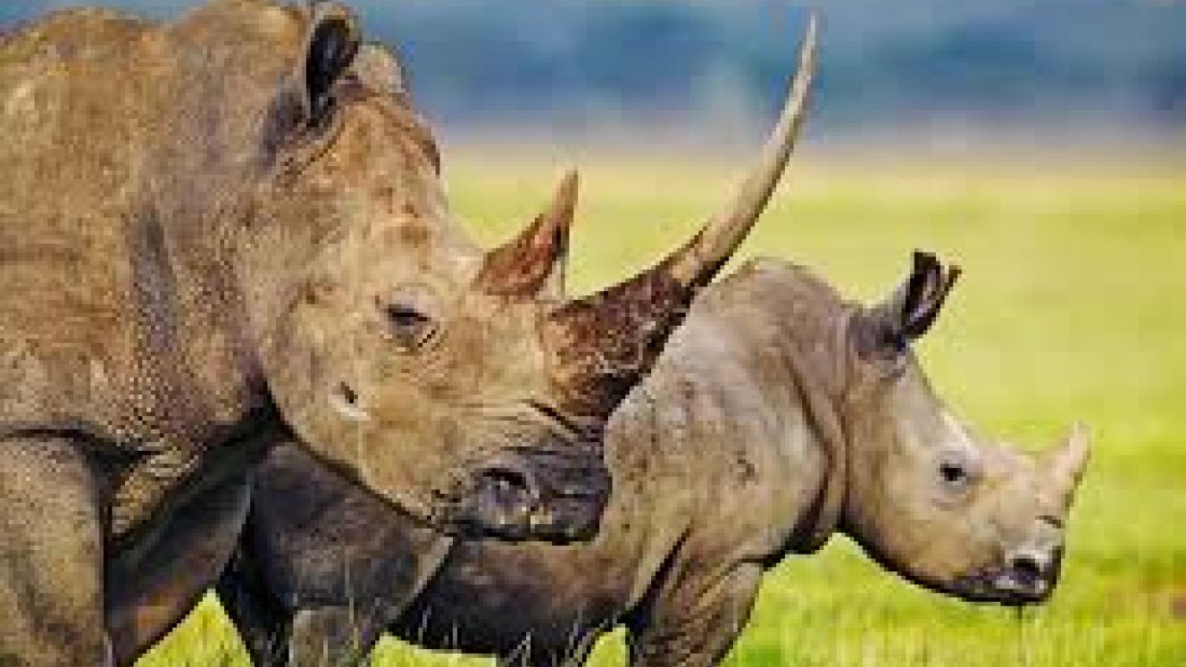 The EU has committed to fund millions of dollars to combat illegal wildlife poaching in Kenya.