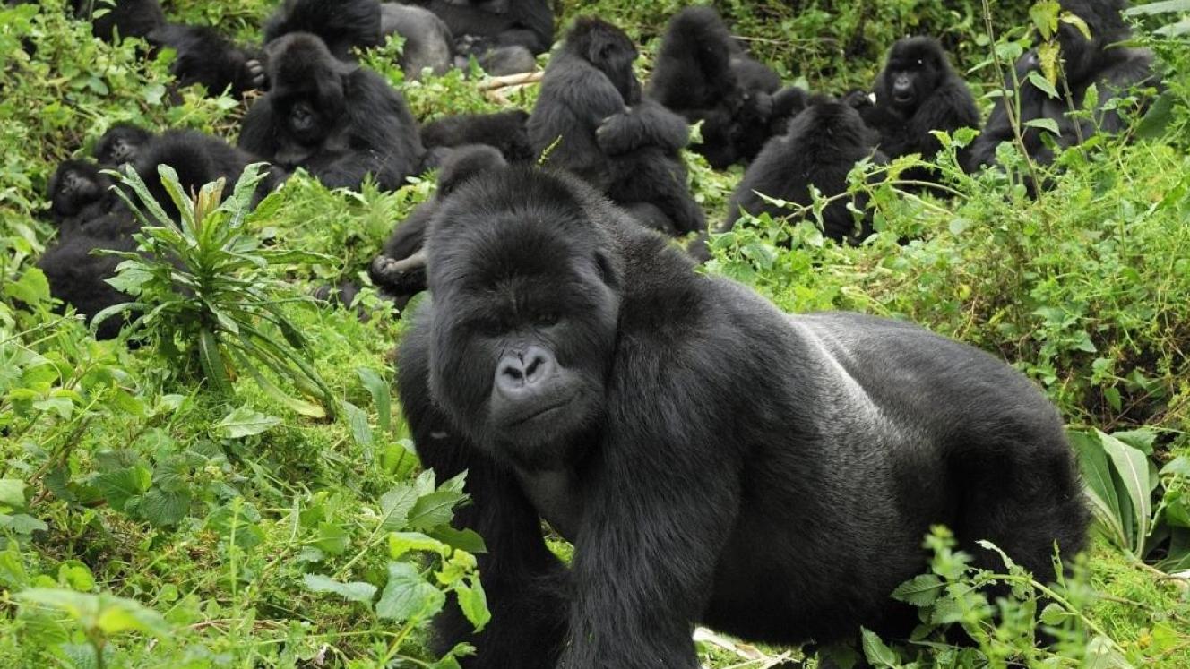 A guide to gorilla trekking in Uganda and Rwanda.