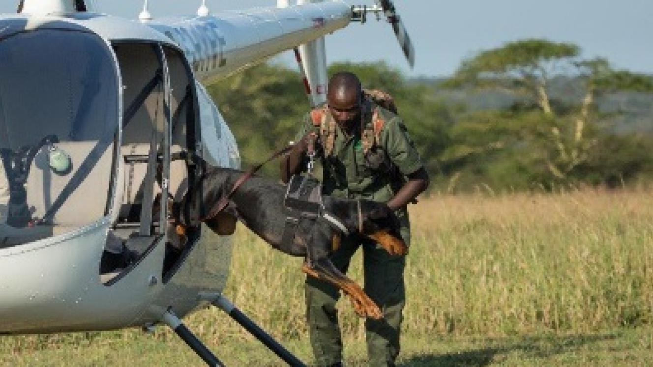 Dogs are being used to fight wildlife crime.