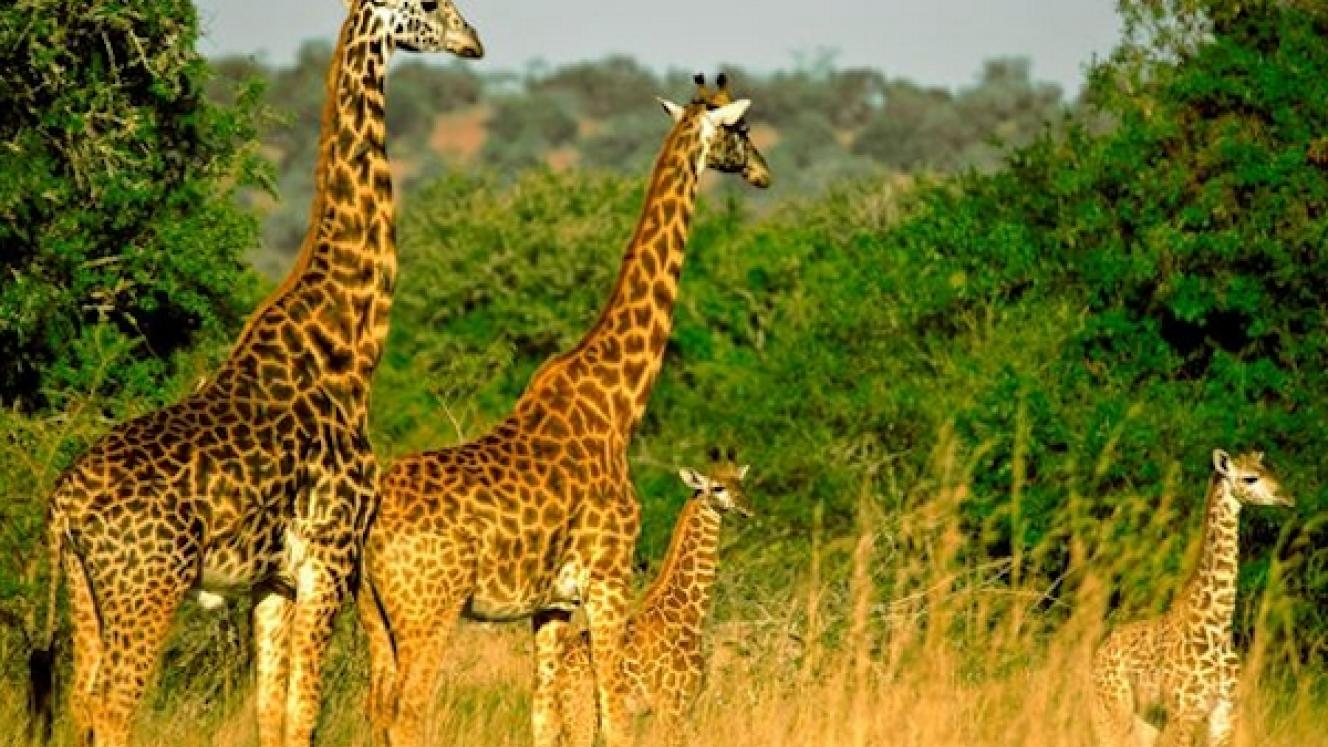 Higher entrance fees have contributed to an increase in nett revenue. 