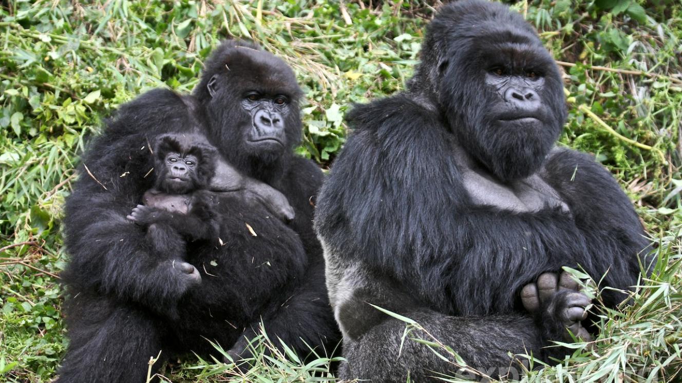 Gorilla trekking has preserved Volcanoes National Park and even led to discussions about expanding it.  