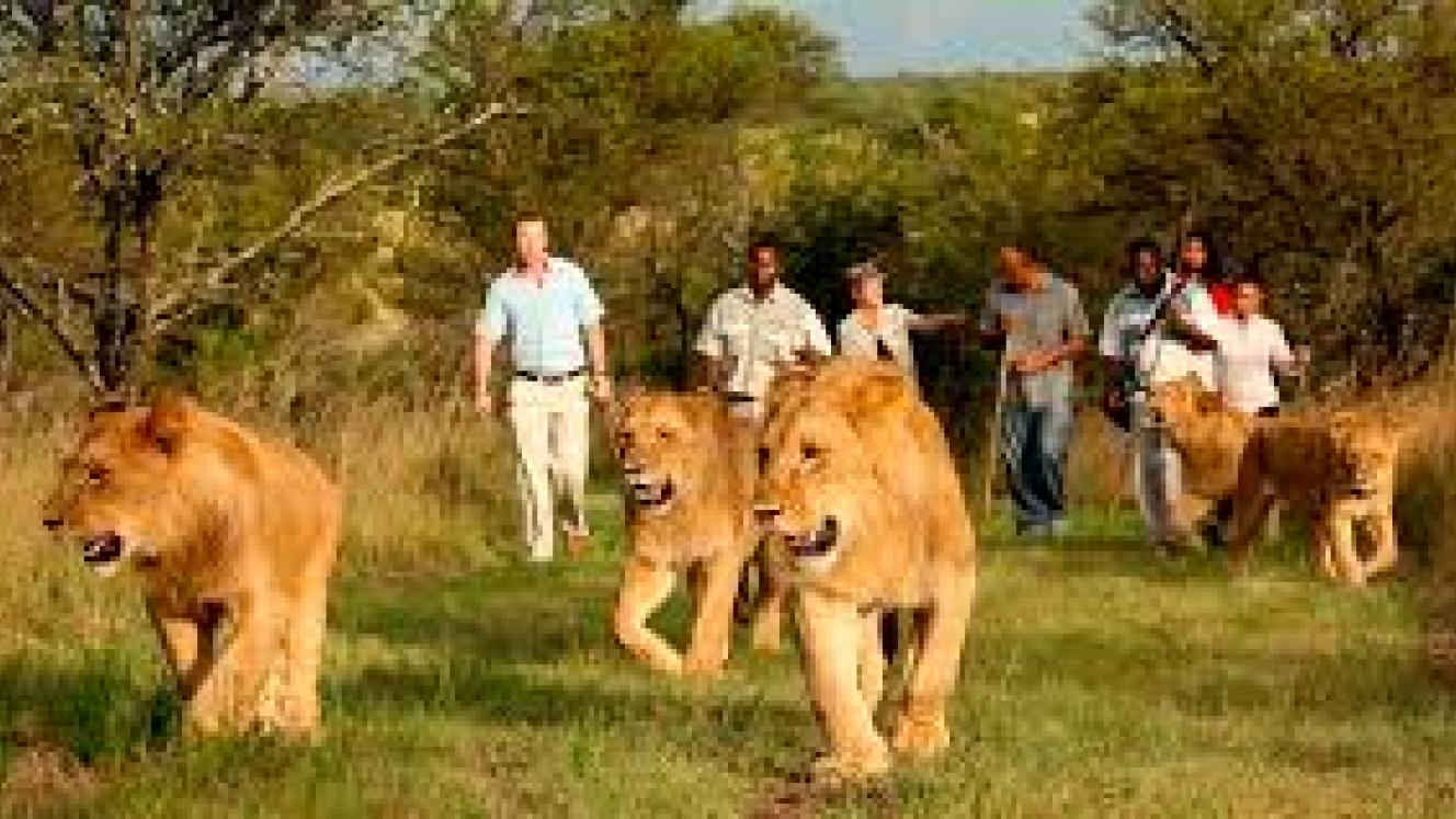 The Protea Hotel Ranch Resort continues to offer controversial wildlife interactions.