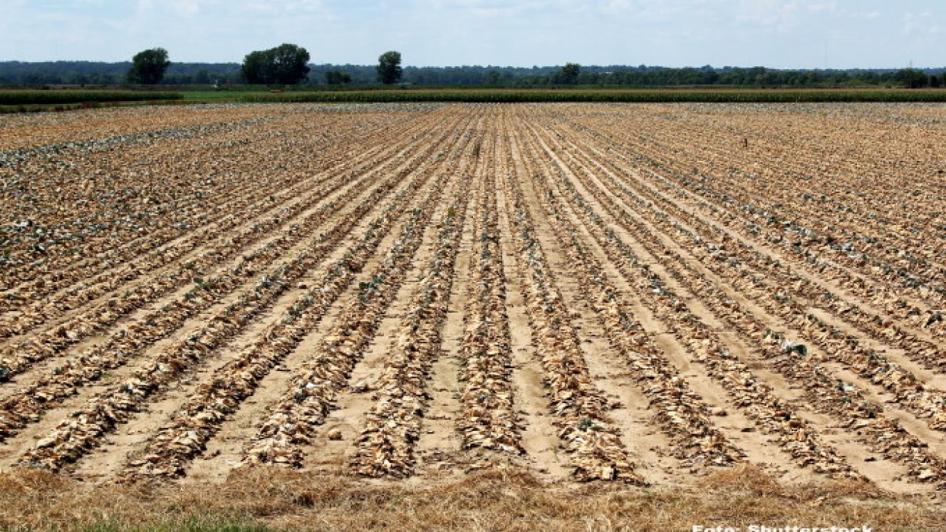 “The available water is simply not enough to meet the needs of the vineyards at this stage,”