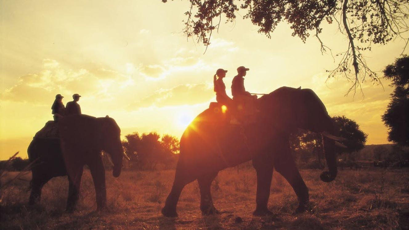 Operators ignore the global call to cease unethical wildlife interactions.