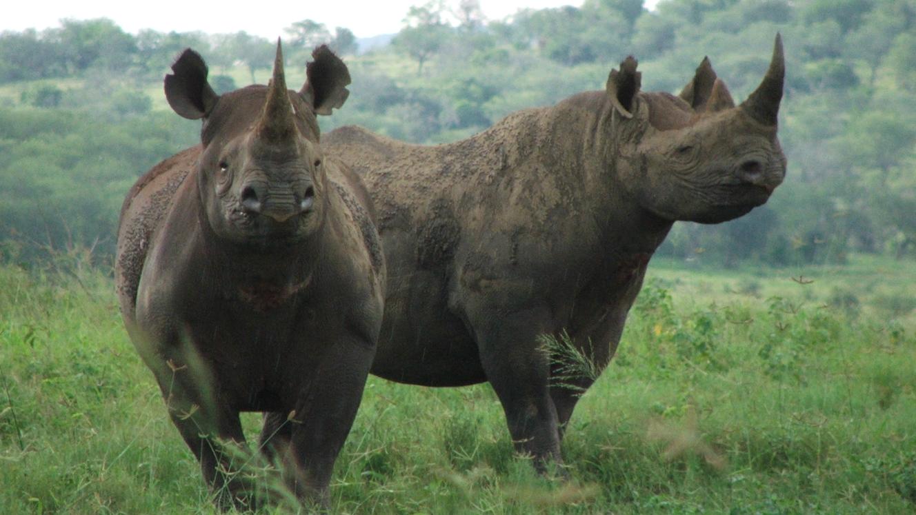 The geographic shift in poaching across the country continued with greater emphasis on populations outside of Kruger National Park.
