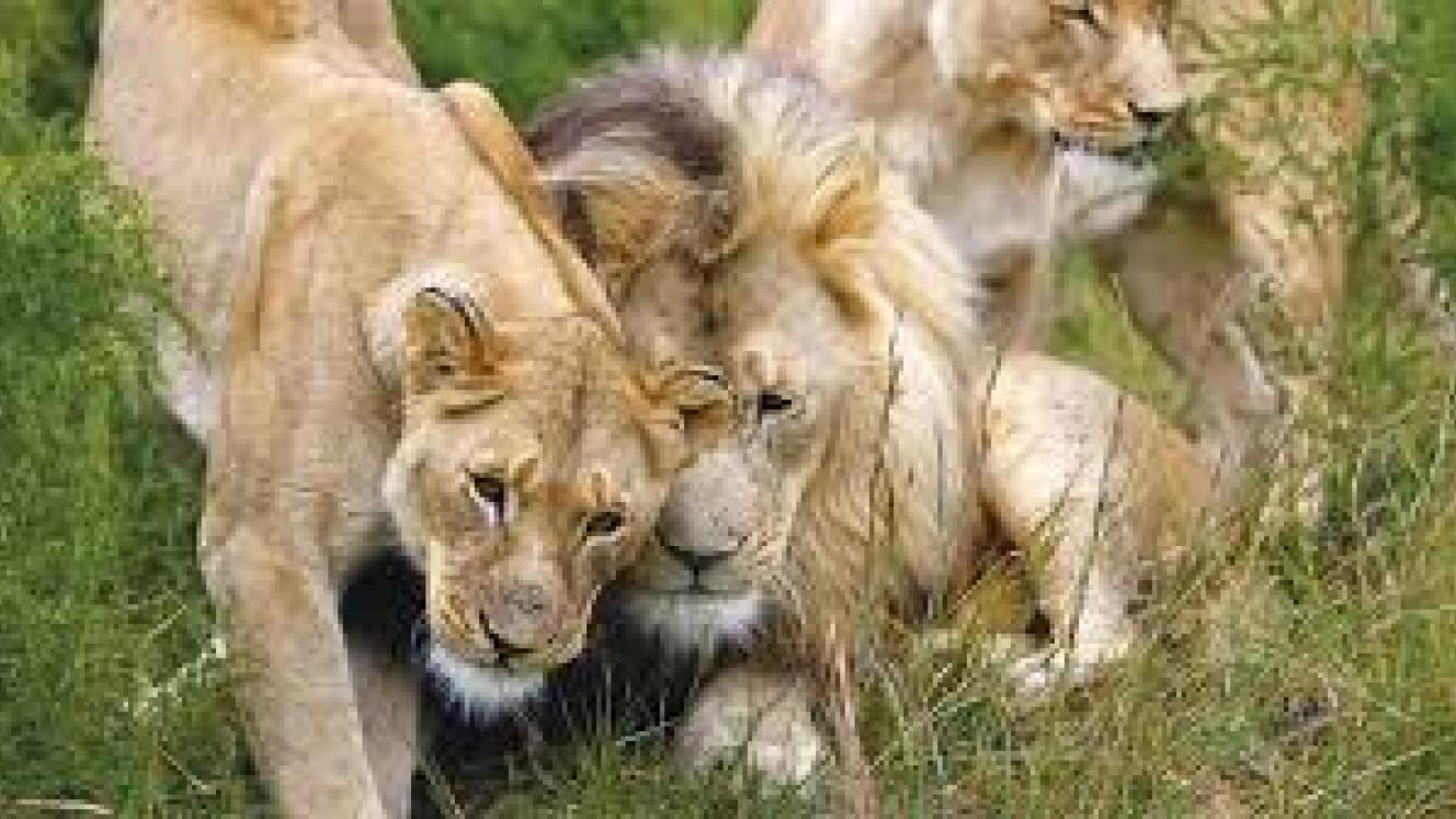 Thompsons Africa responds to unethical wildlife interactions mishap.