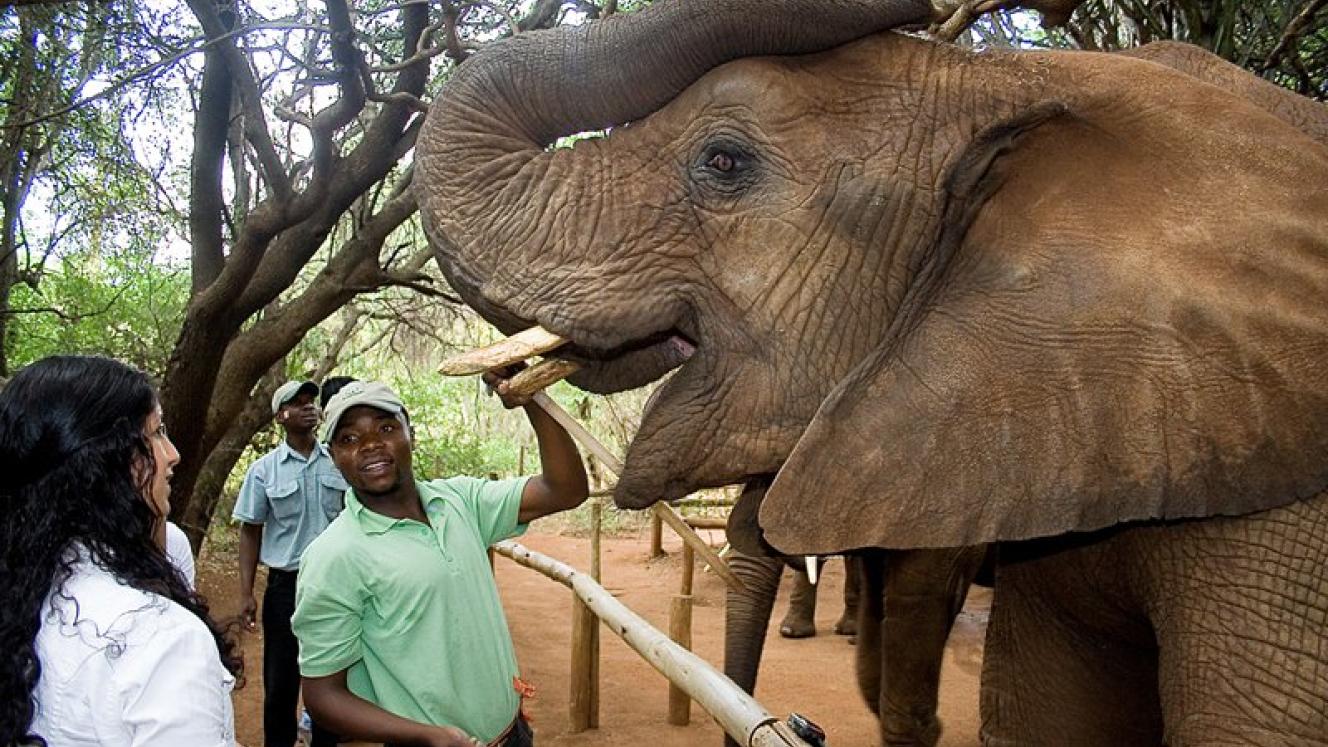 Its current goal is to provide an ‘Elephant Encounter’ that focuses on a conservation experience.