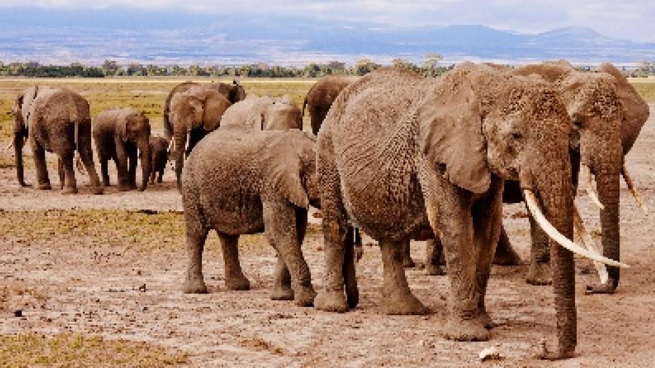 The National Parks of Tsavo and Amboseli have noted an increase in tourists. 
