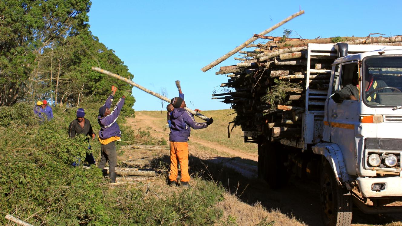 Wattle eradication at Lalibela. Wattle is an invasive species in South Africa. 
