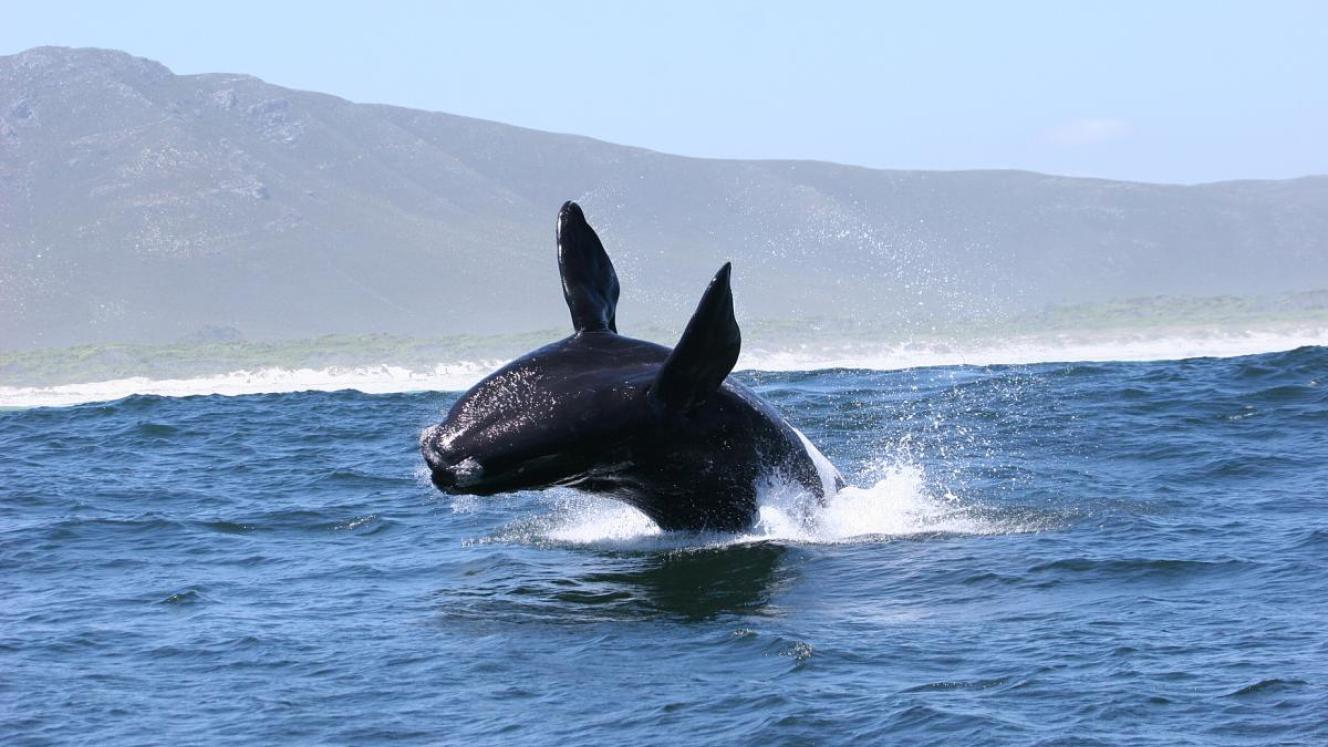 Southern Africa’s diverse marine life makes it one of the best destinations for marine safaris. 