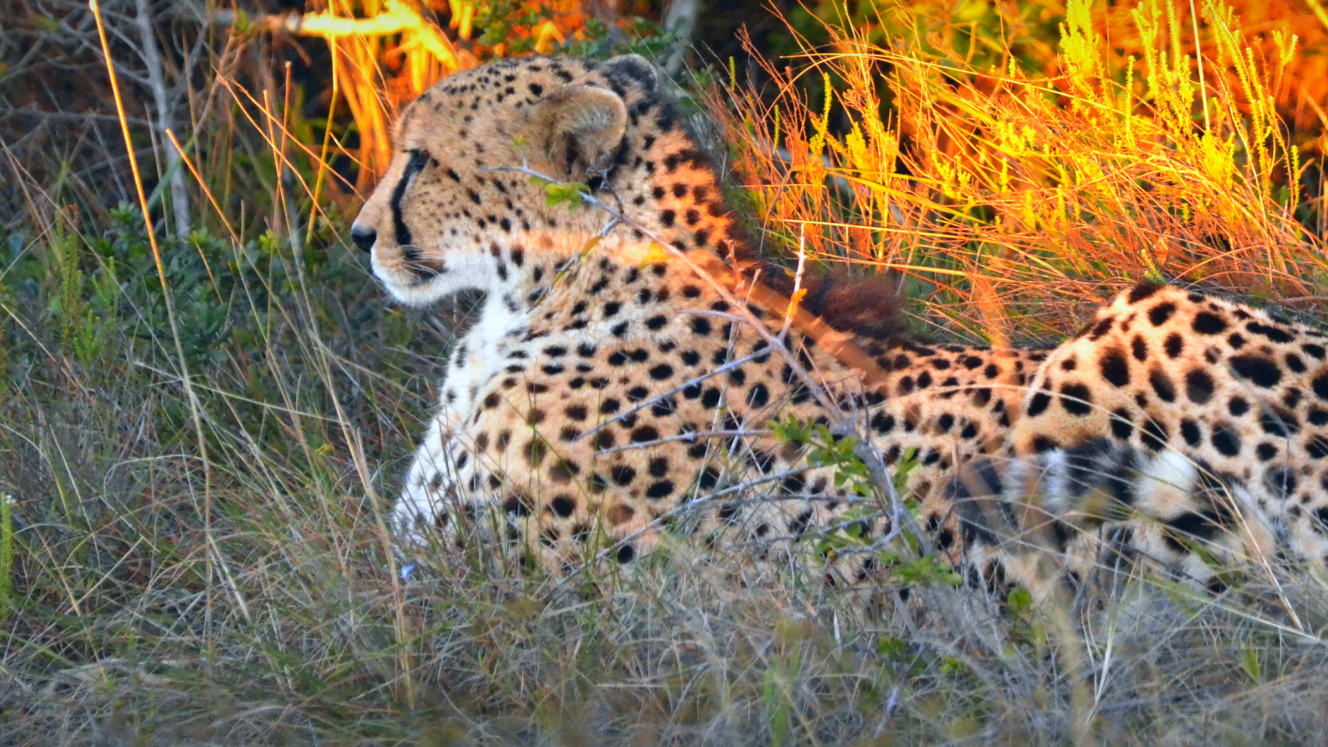 One of the Big Five, roaming the reserve at Lalibela. Can be seen on safari. 