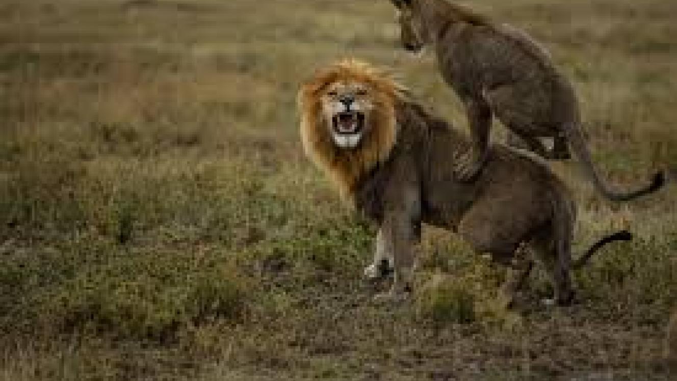 The government of Tanzania is increasing its battle against the illegal wildlife trade. 