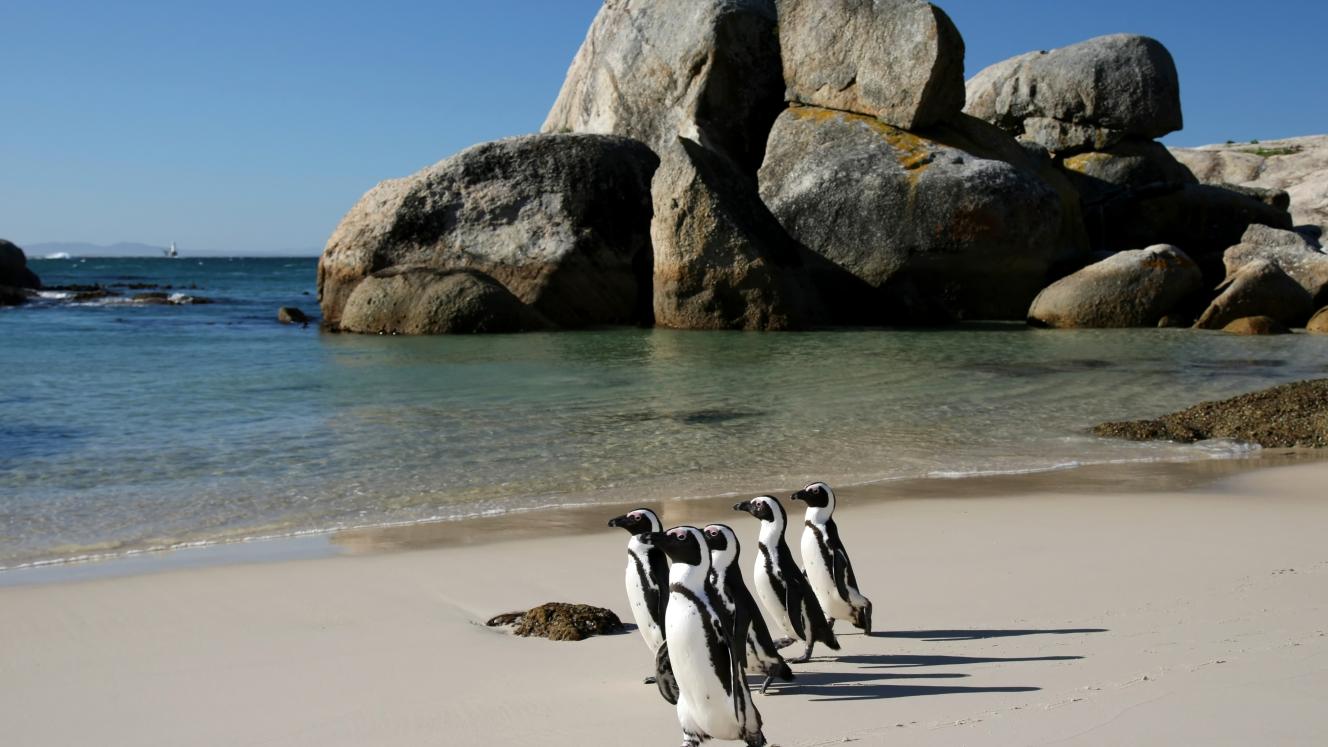 Bird flu has hit the penguin colony at Boulders Beach in the Western Cape.