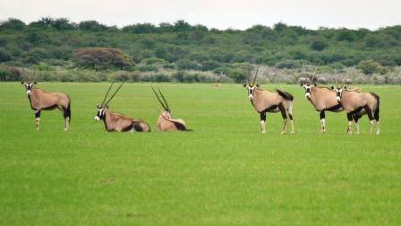 Botswana's first diamond museum opens in the Orapa Game Park