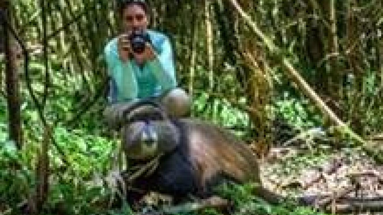 Golden monkey trekking