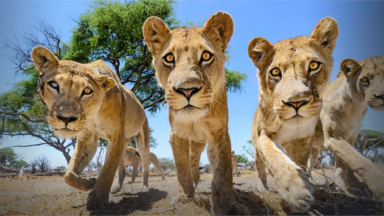 Industry members call for further regulations on captive wildlife facilities following the death of a young woman at the Kevin Richardson Sanctuary.