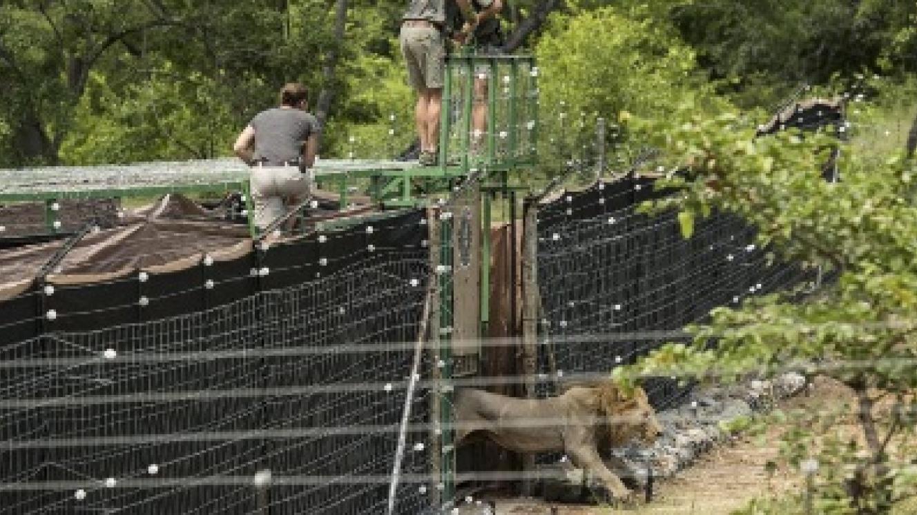 African Parks reintroduces lions into Liwonde National Park, four years after the last lion was seen in the reserve.