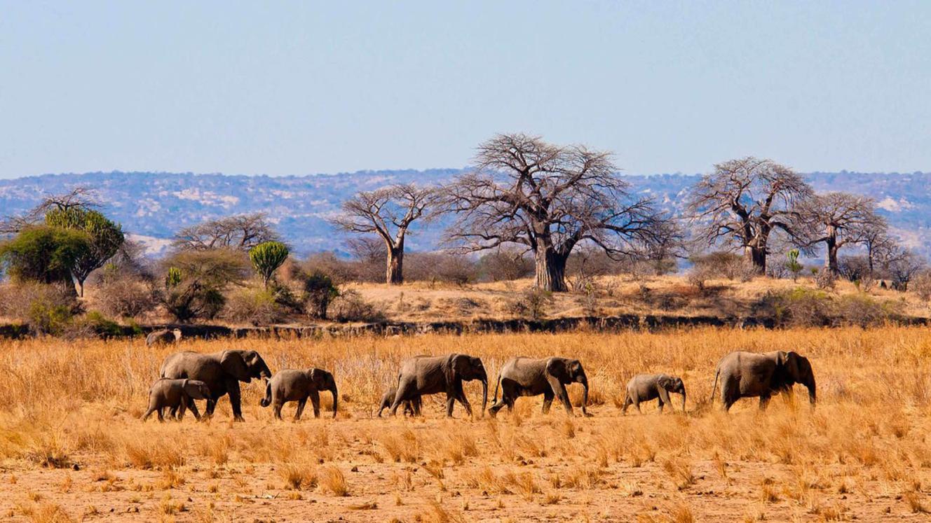Lemala Mpingo Ridge is expected to open in July in Tarangire National Park, home to large herds of elephants.