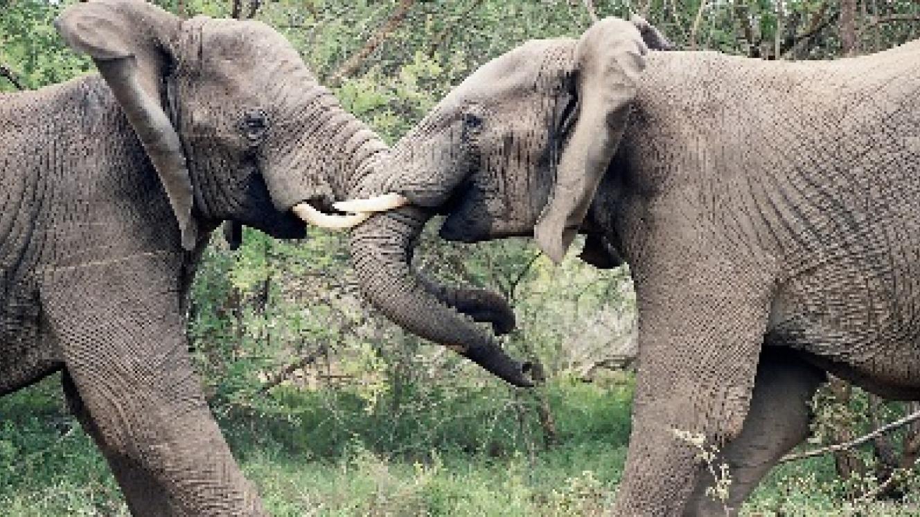 A new in-depth elephant safari experience launches at iMfolozi Game Reserve.