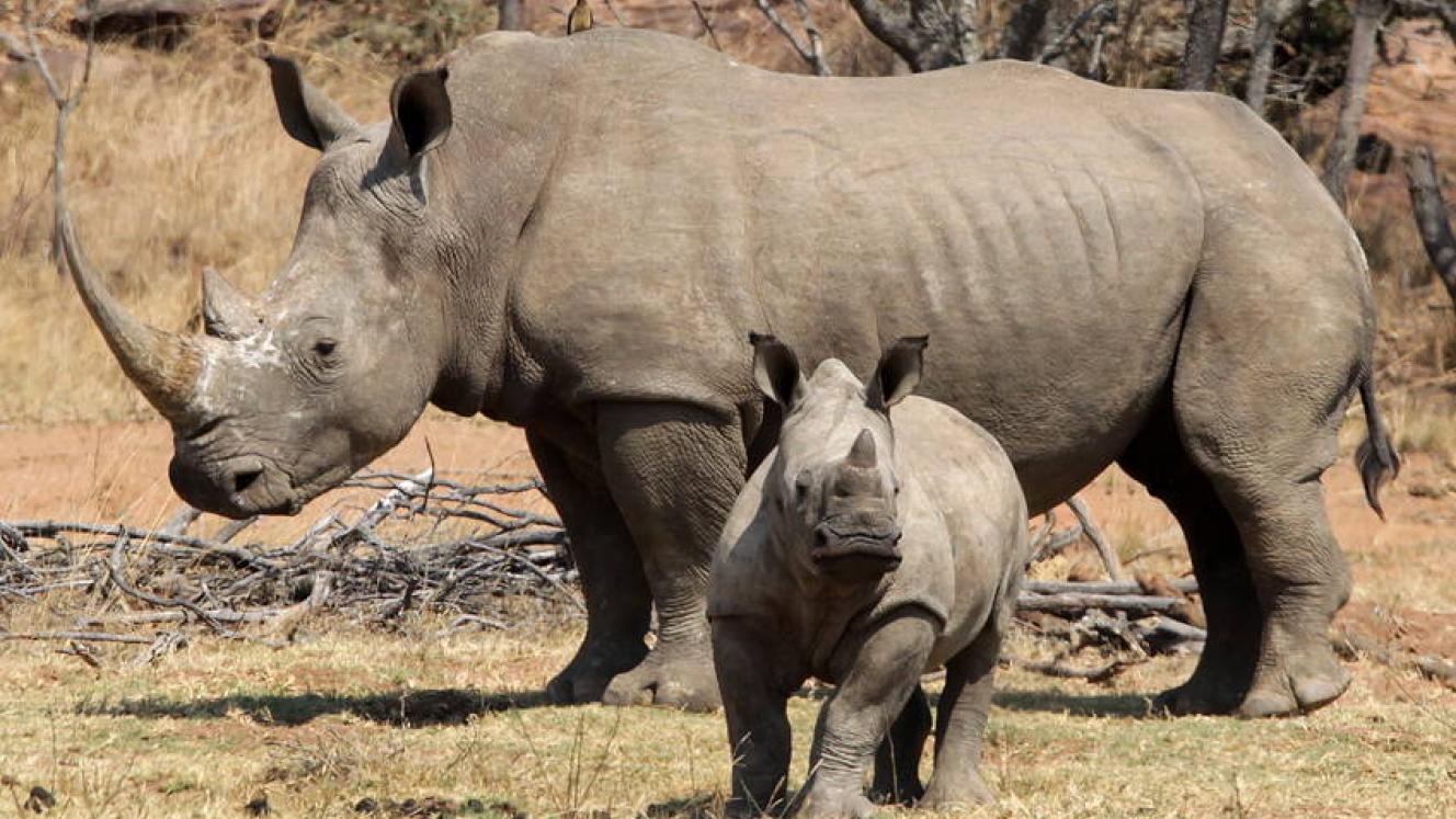 A new project launched to strengthen wildlife enforcement and cross-border collaboration in KAZA areas. 