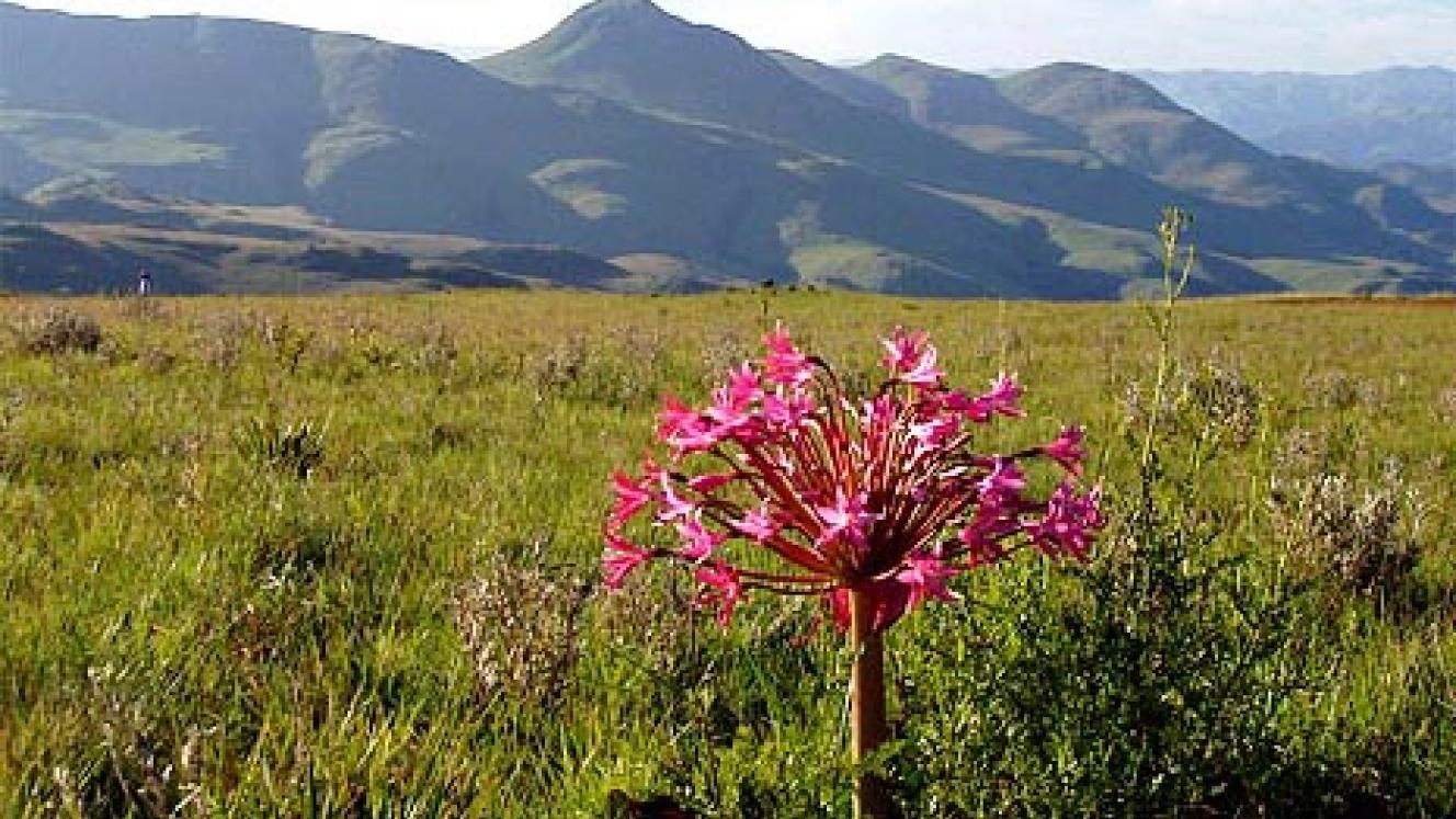 Mountain Kingdoms has launched a new adventure, where guests can experience Swaziland and South Africa on foot.