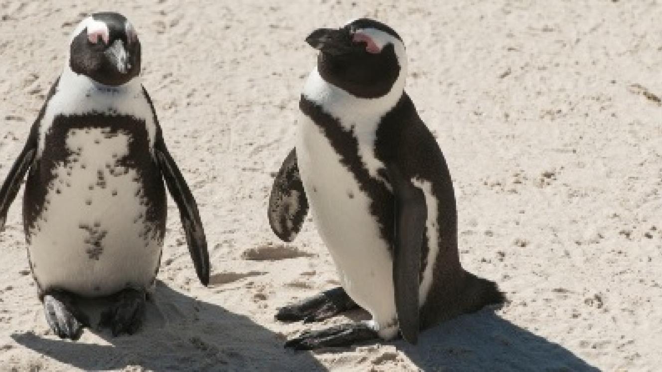 Simon's Town penguins attract a significant amount of visitors. 