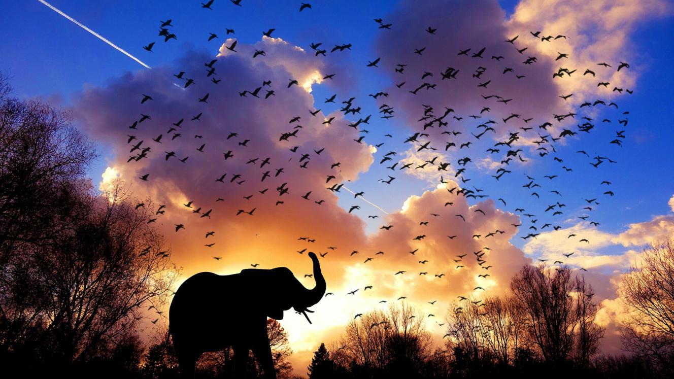 Africa rises to top spot as a tourist destination for Chinese travellers.