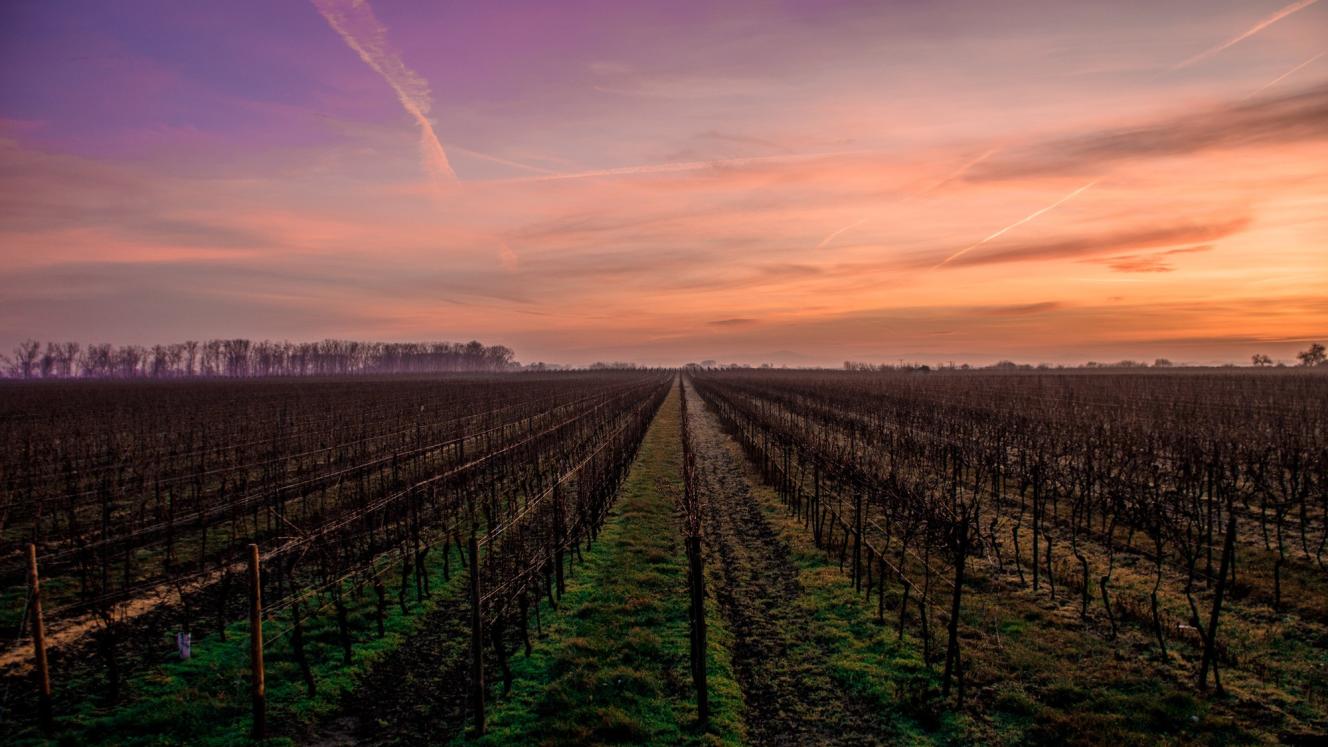 Wesgro to market niche tourism in the Western Cape. 