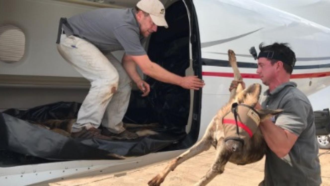 African Wild Dogs return to Gorongosa National Park after an absence of more than 25 years. Credits: Wildlife ACT.