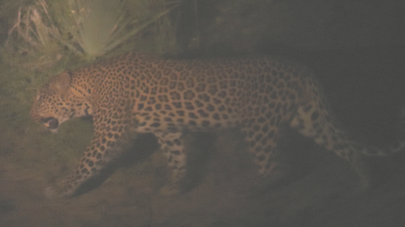 Image of the actual leopard spotted, captured by Zander Beetge.