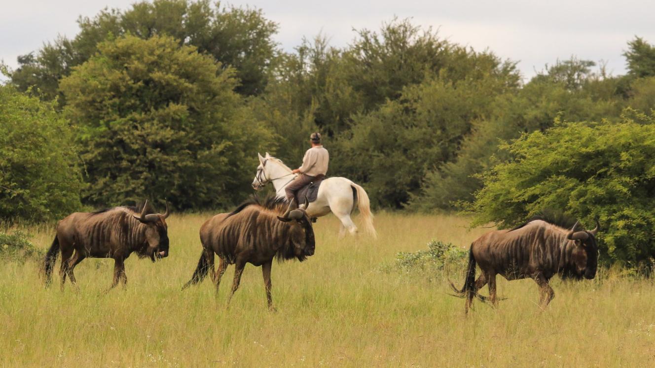 Horse riding at Imvelo.