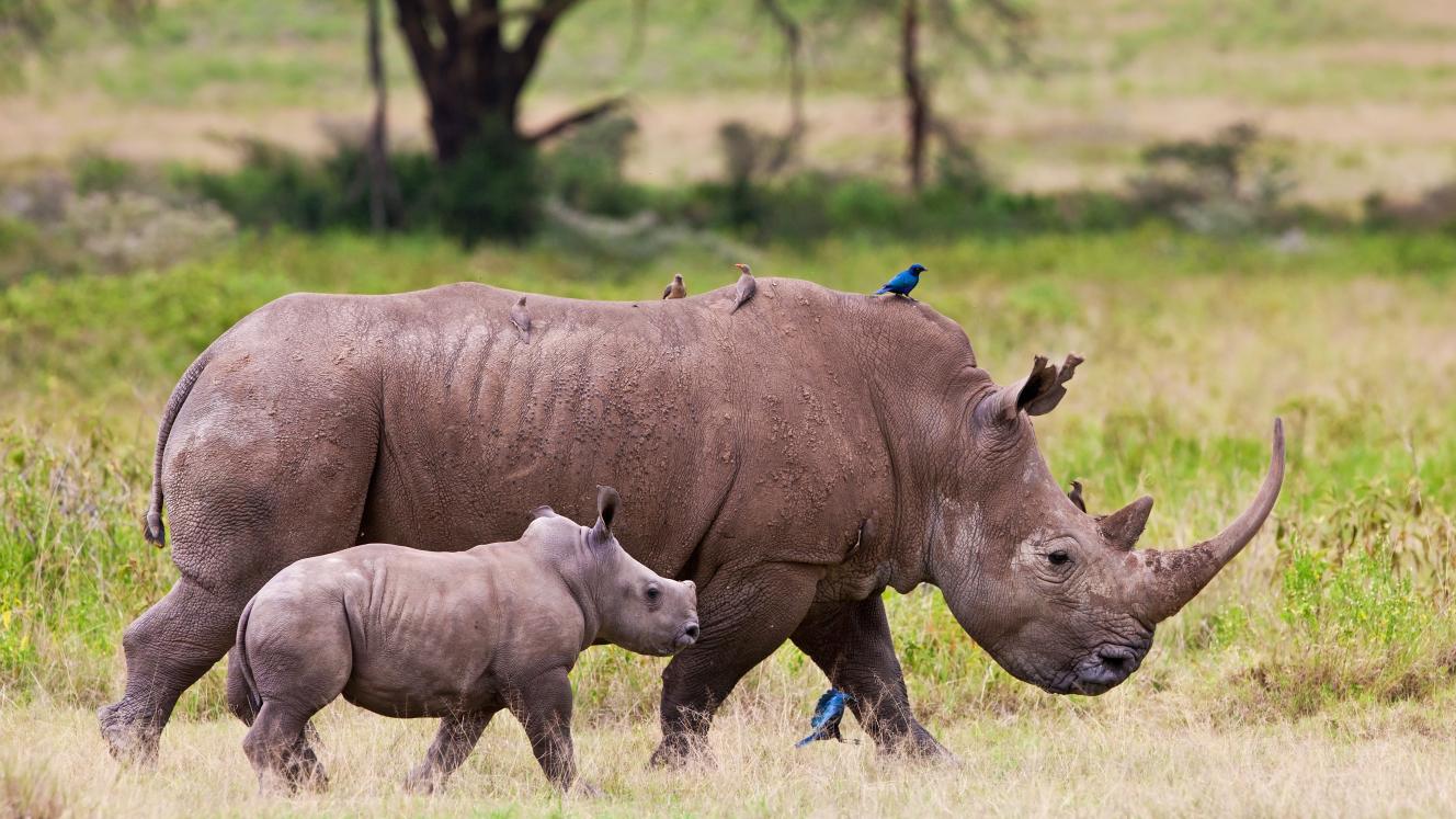 SANParks and SAPS arrest 12 suspected poachers over six days.