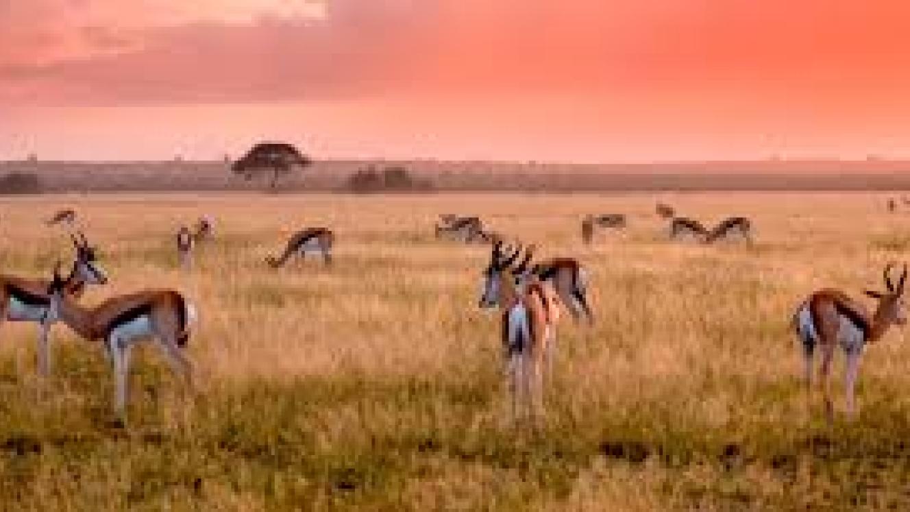 Phofu Kalahari Lodge opens in the Kalahari.