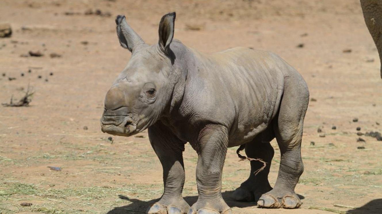 Newborn white rhino brings hope to endangered species.