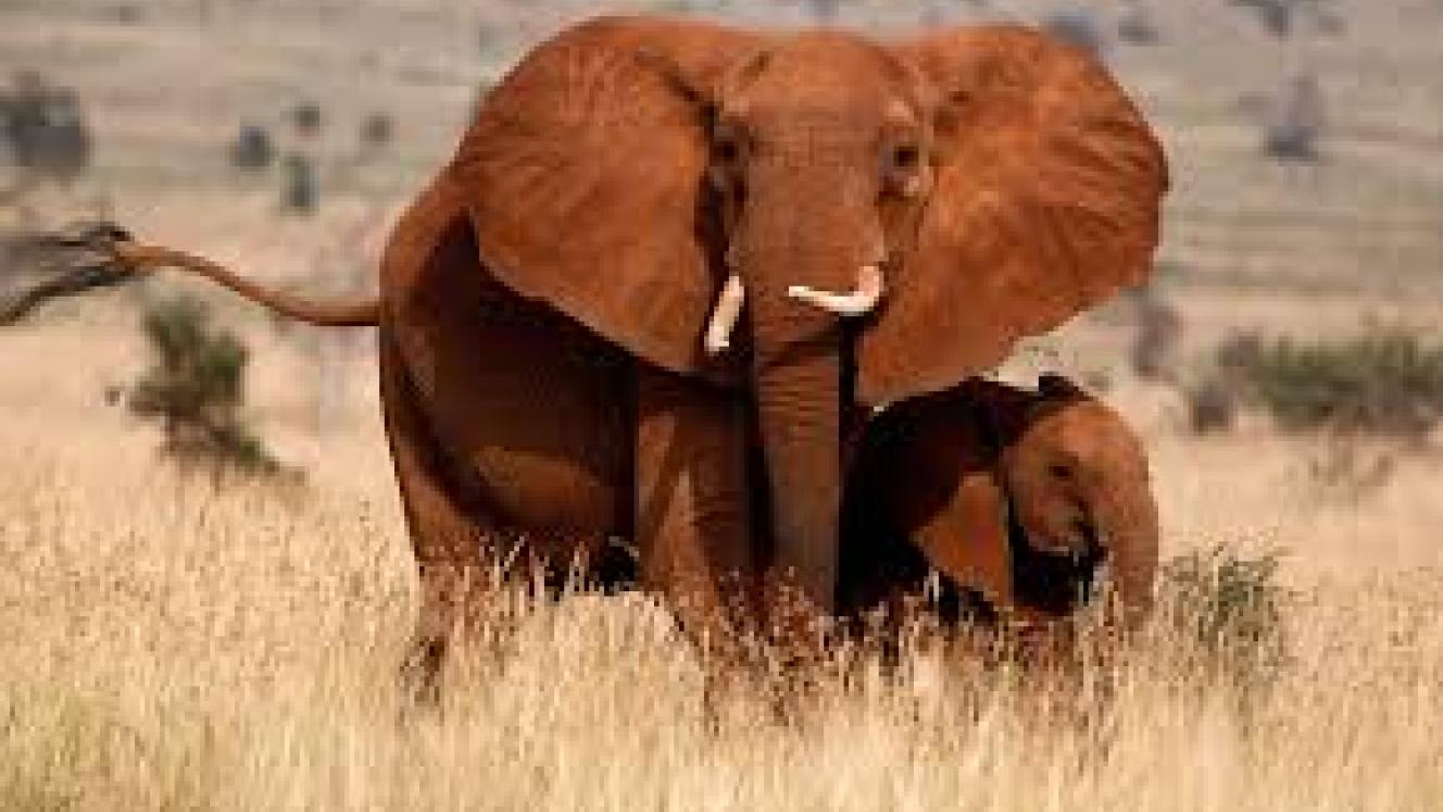 Tanzania combats illegal poaching of wildlife and forests. 