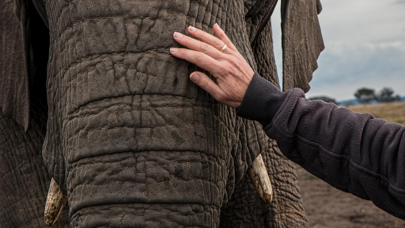 Report figures reveal poaching on the increase in Botswana.
